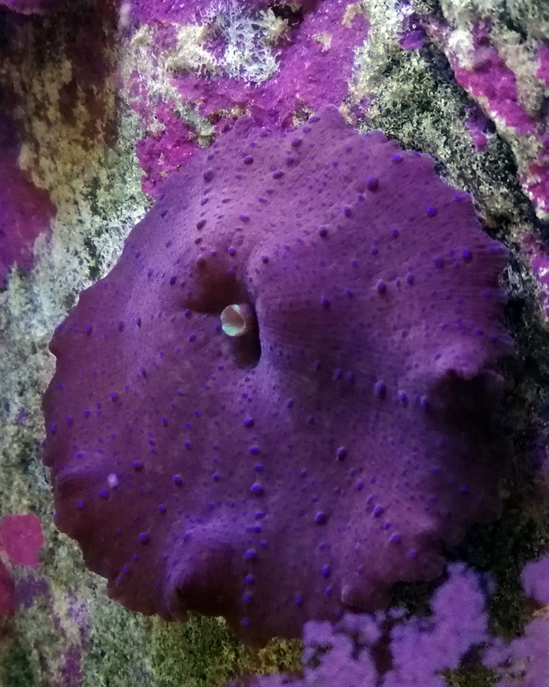mushroom.jpg