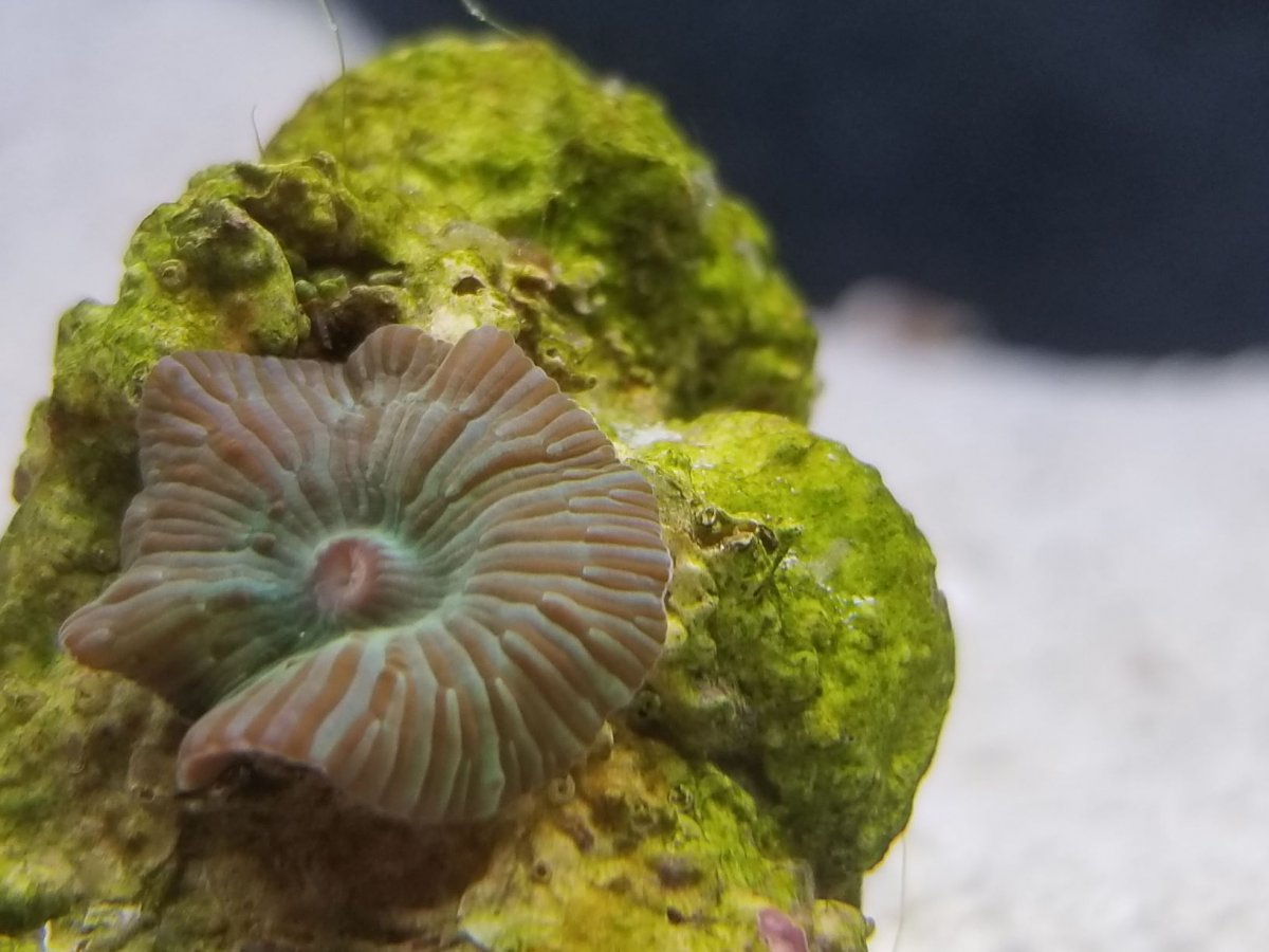 Mushroom1.jpg