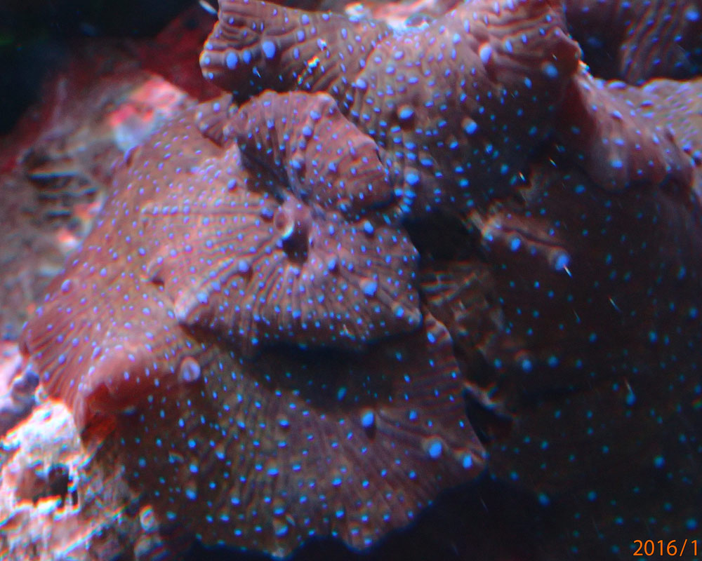 mushroom1.jpg