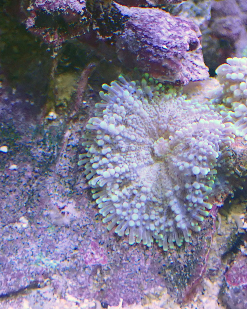 mushroom2.jpg