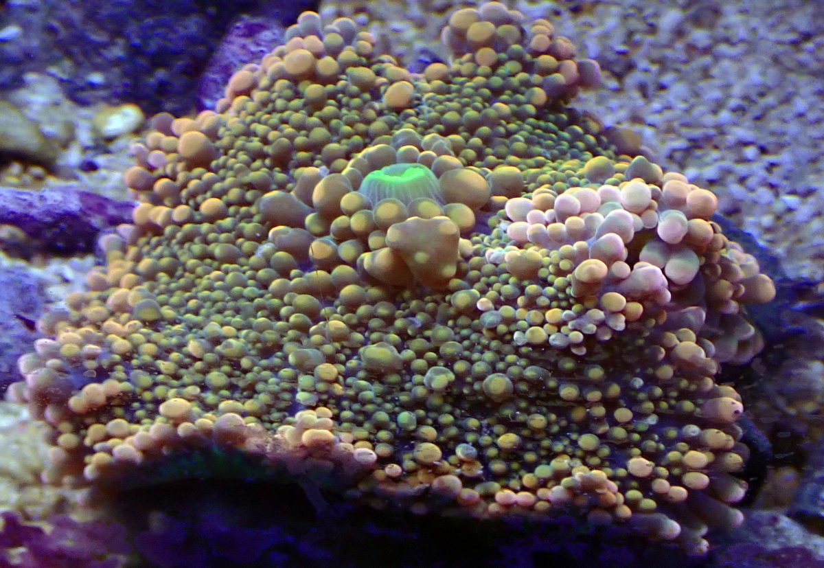 mushroom2.jpg