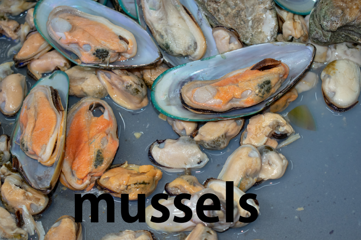 mussels.png