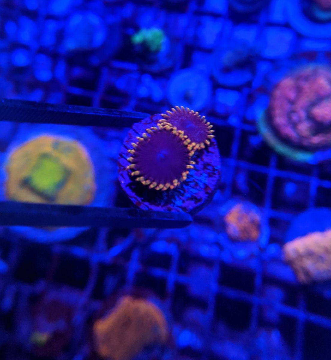 Kentucky Cheap mid to high end zoas | REEF2REEF Saltwater ...