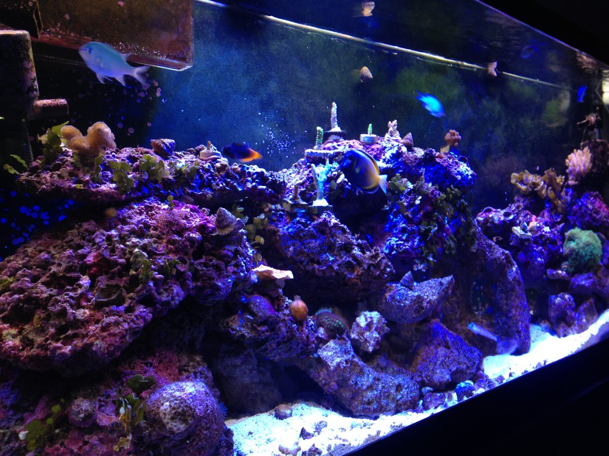 my reef Dec 7 2015.jpeg