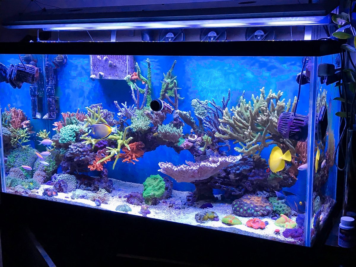 My Reef Tank 2017 Jan.jpg