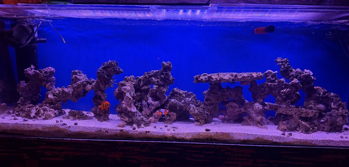My Tank.jpeg