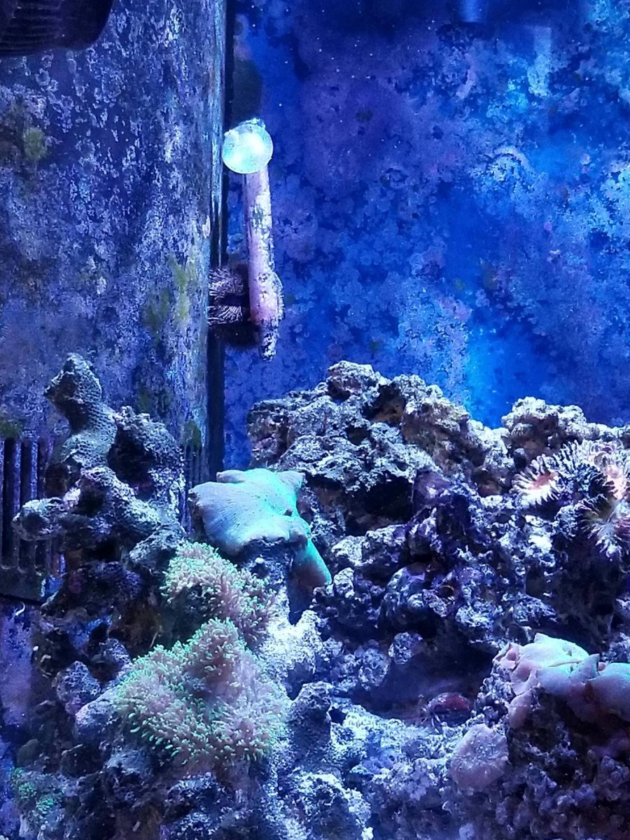 My urchin is such a dunce. He stole the thermometer! - Imgur.jpg