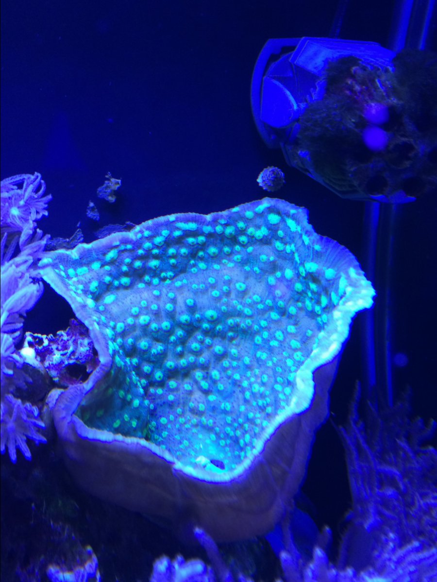 mycelium.JPG