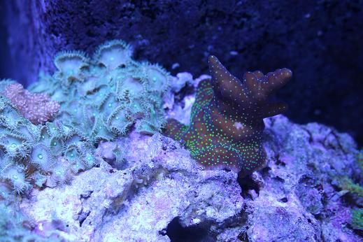 MyReefTank 027.jpg