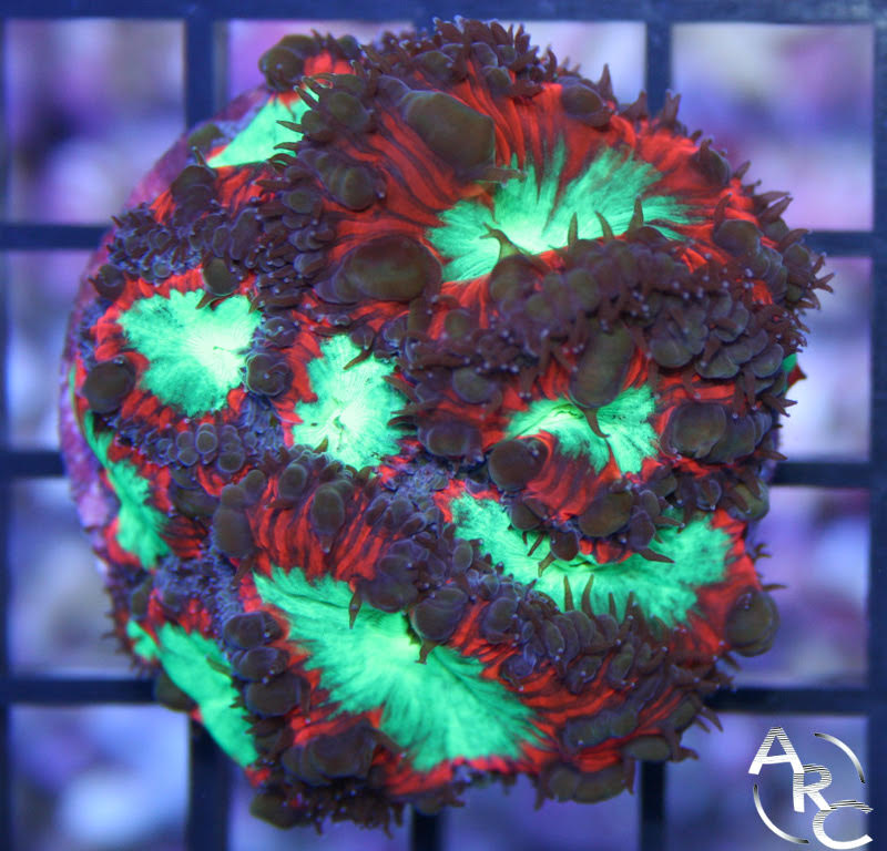 Mystery coral.jpg
