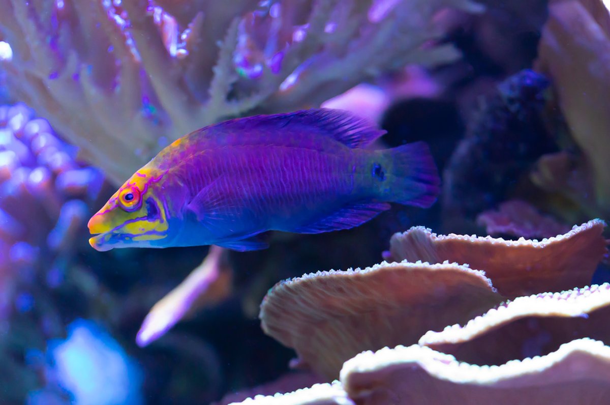 REEF OF THE MONTH - February 2023: MantisReef's Amazing Peninsula Reef ...