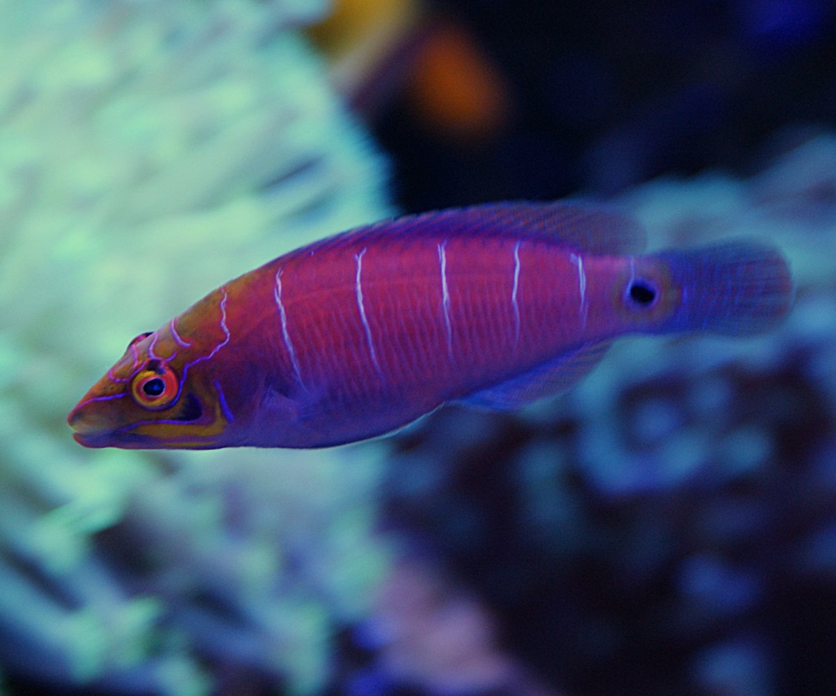 Mystery Wrasse 2.jpeg