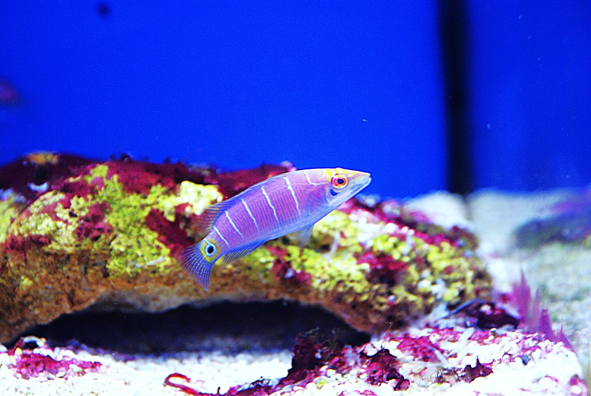 Mystery Wrasse.jpeg