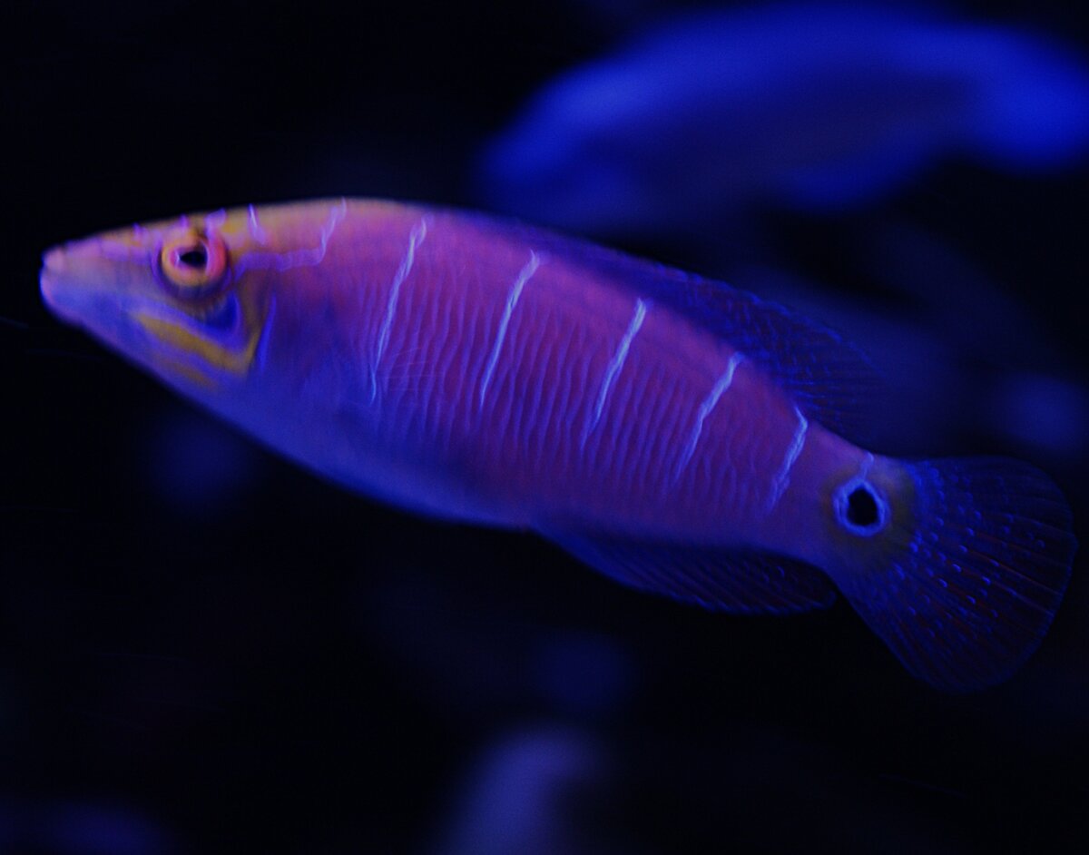 Mystery Wrasse.jpeg