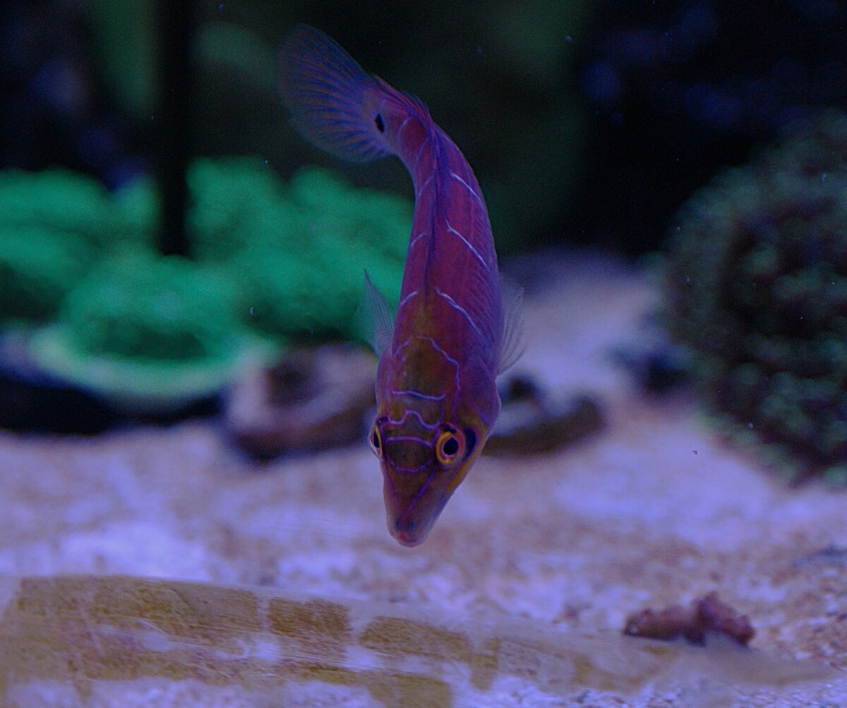 mystery wrasse.jpeg