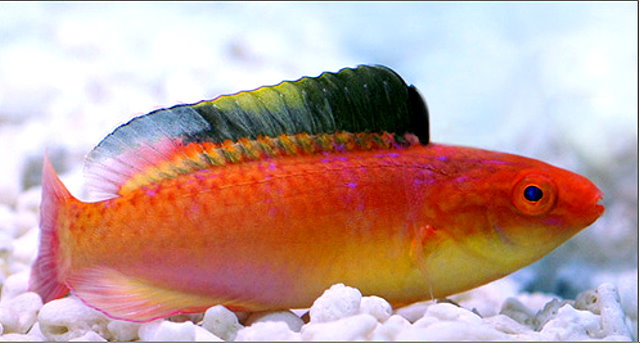 Nahackys-wrasse.jpg