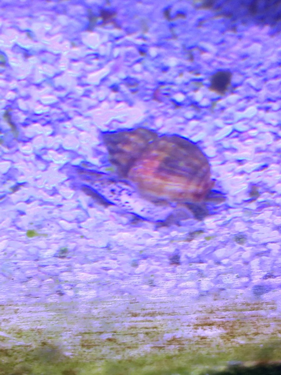 Naissarius snail.jpg