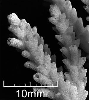 nana corallite.jpg