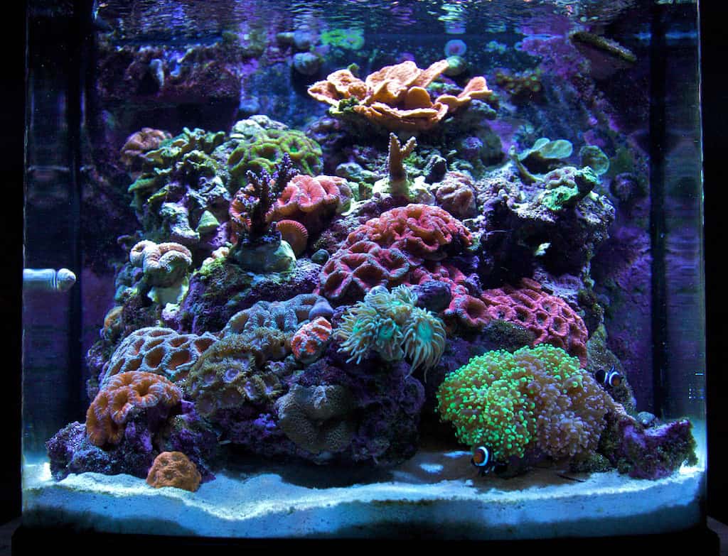 Nano-Reef-1.jpg