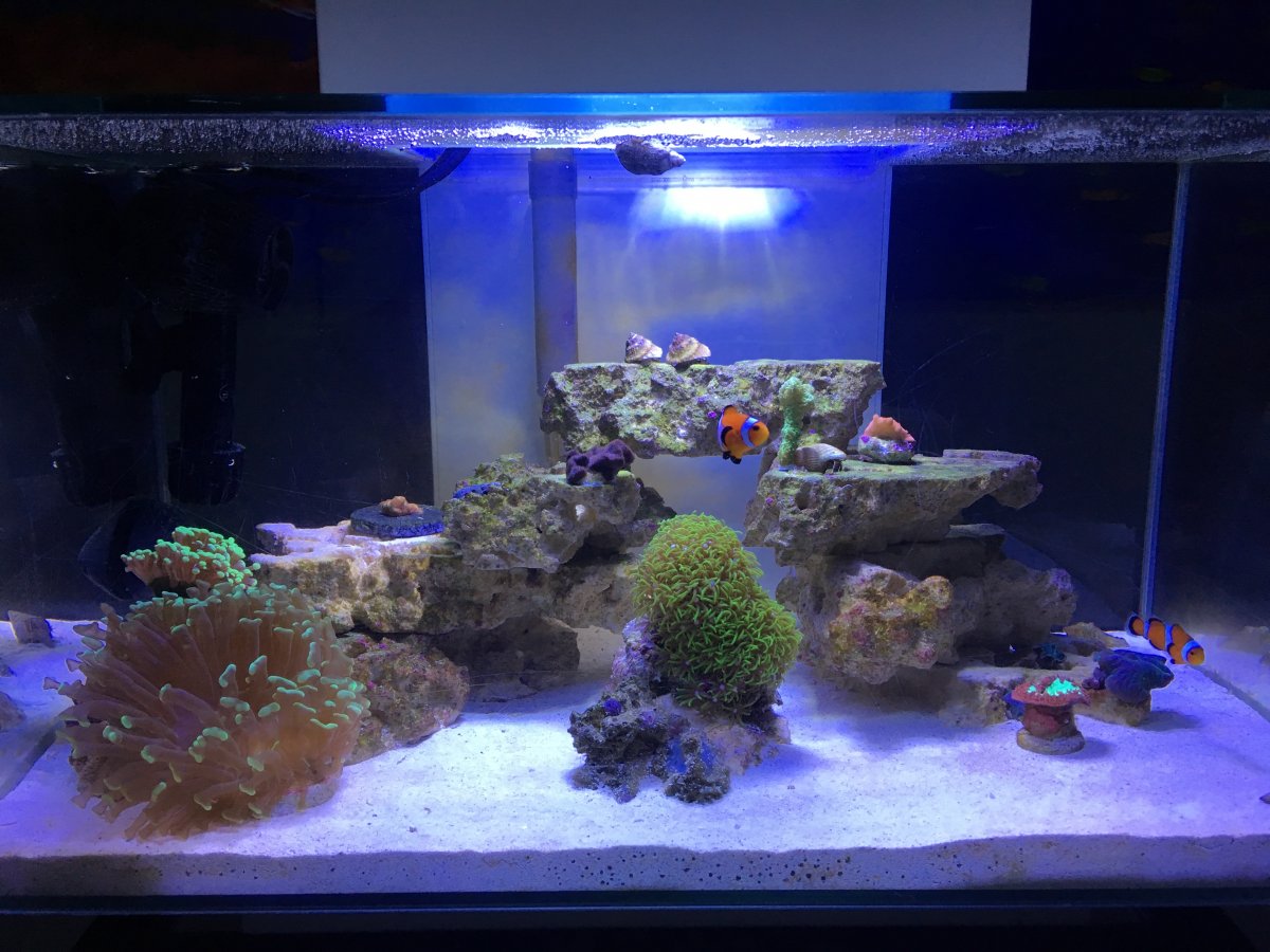 Nano Reef (14MAR2019).JPG
