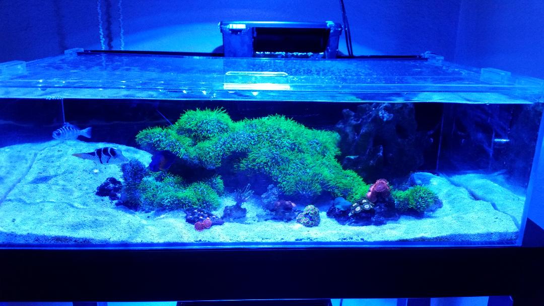 nano reef.jpg