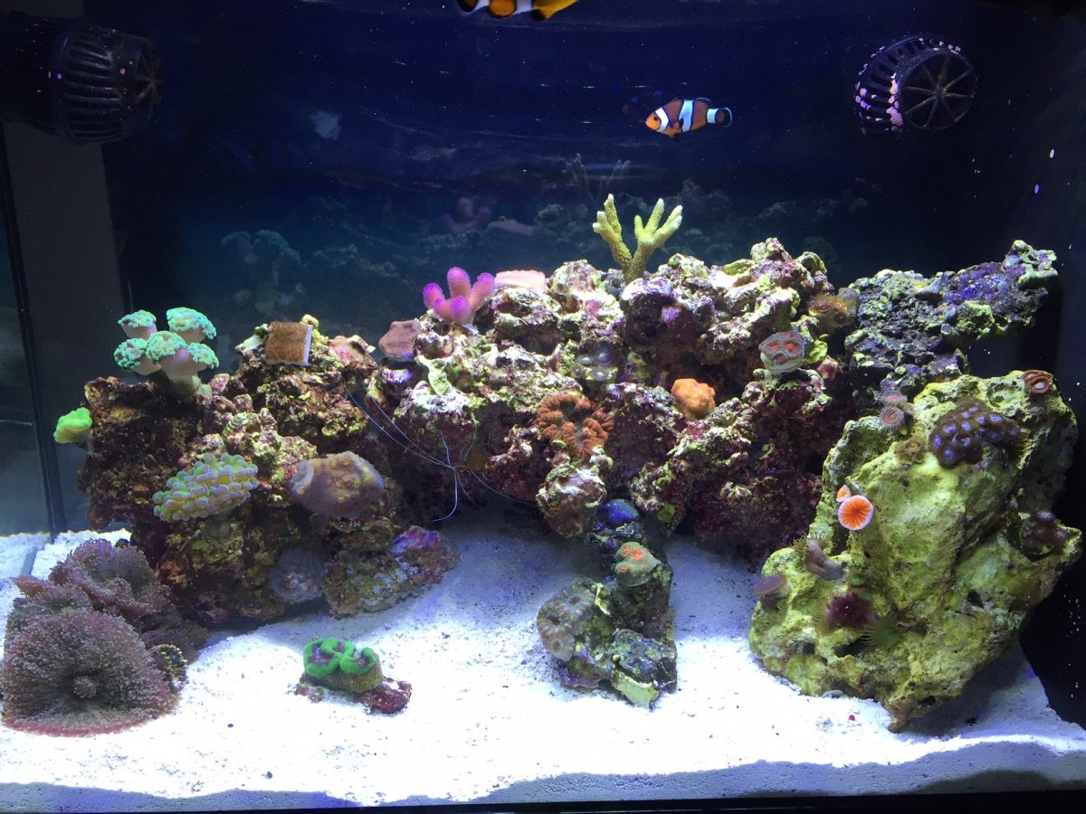 Nano Reef.jpg