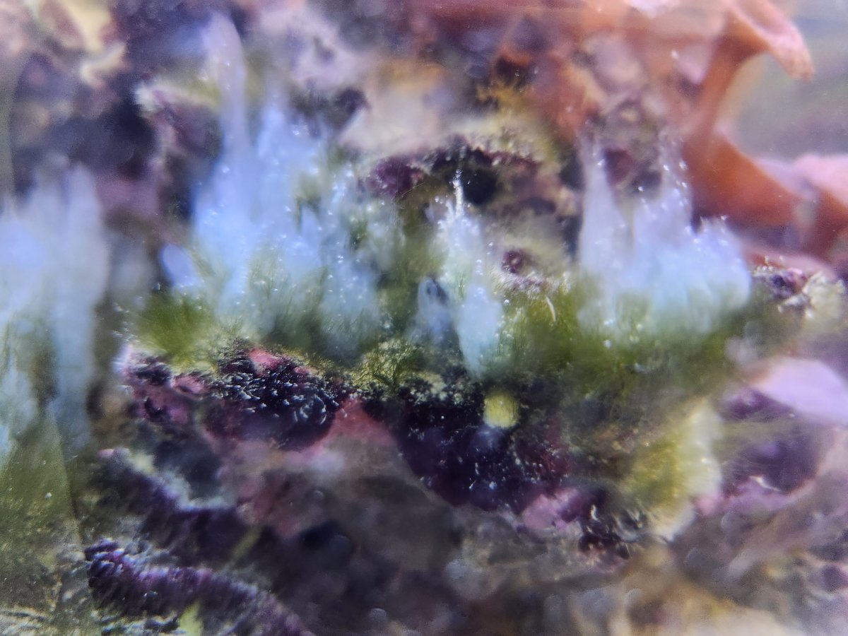 Technique for Spot-Treating Algae In Tank (unless it's dumb) NaOH+H2O2 ...