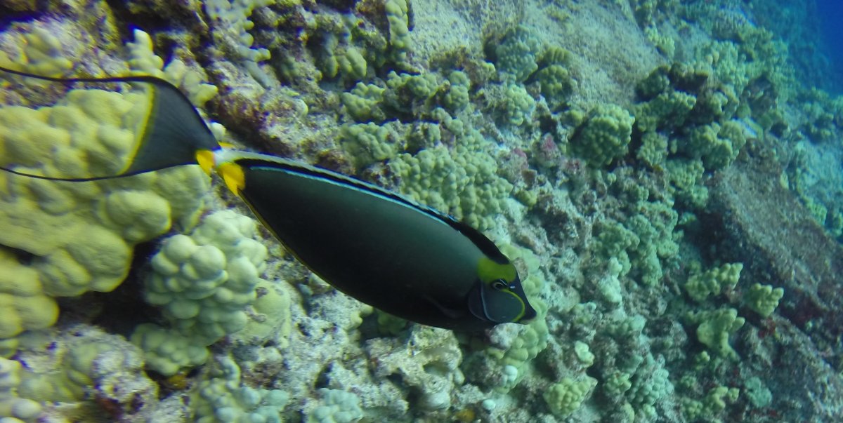What is the most beautiful tang in your opinion? | Page 7 | Reef2Reef