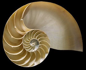 Nautilus Shell.jpg