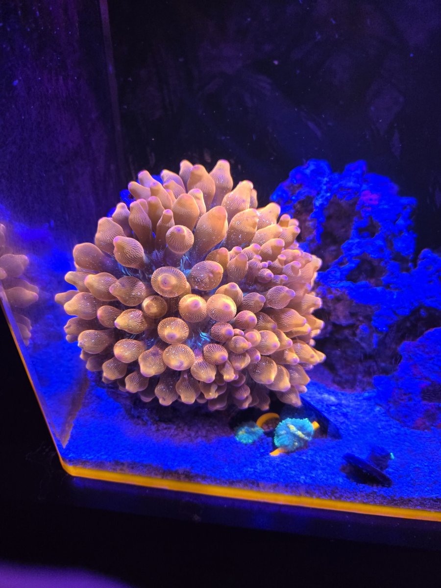 nem bubble.jpg
