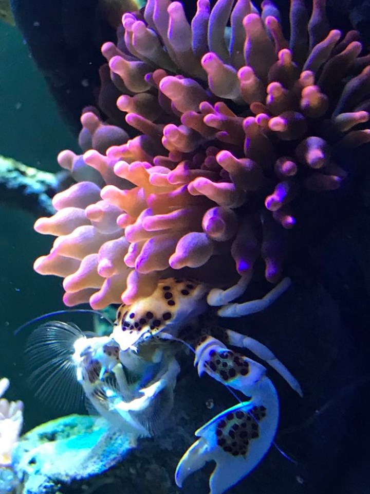nem_crab.jpg