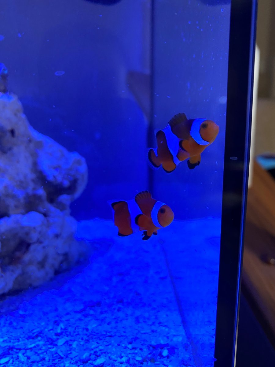 nemo.jpg