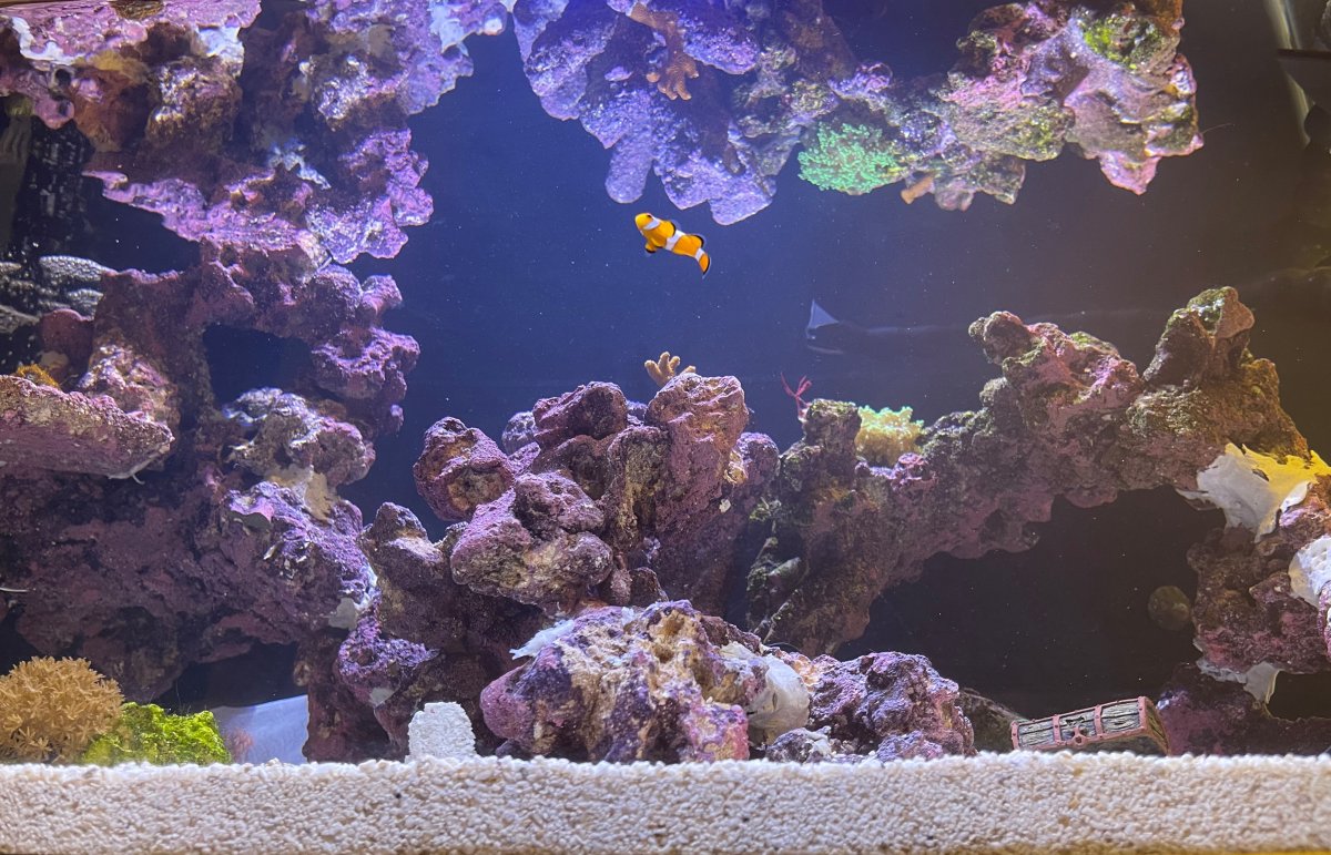 nemo.jpg