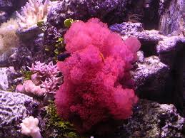 nemo.jpg