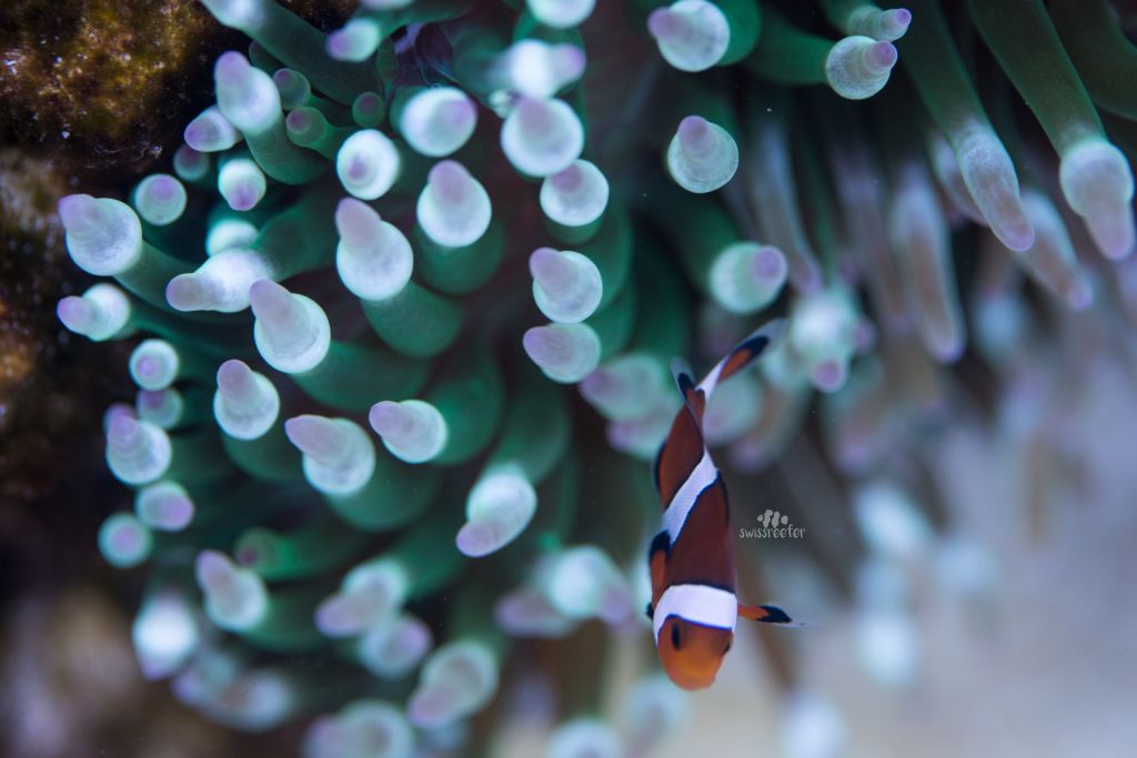 nemo08052019.jpg