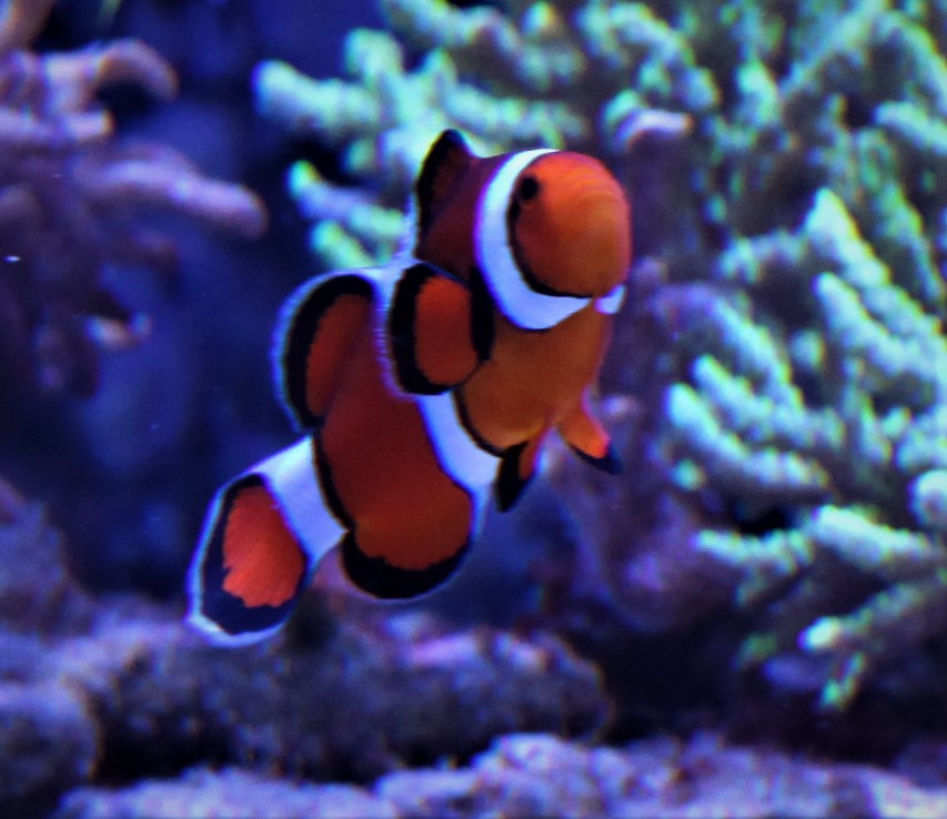 Nemo5.jpg