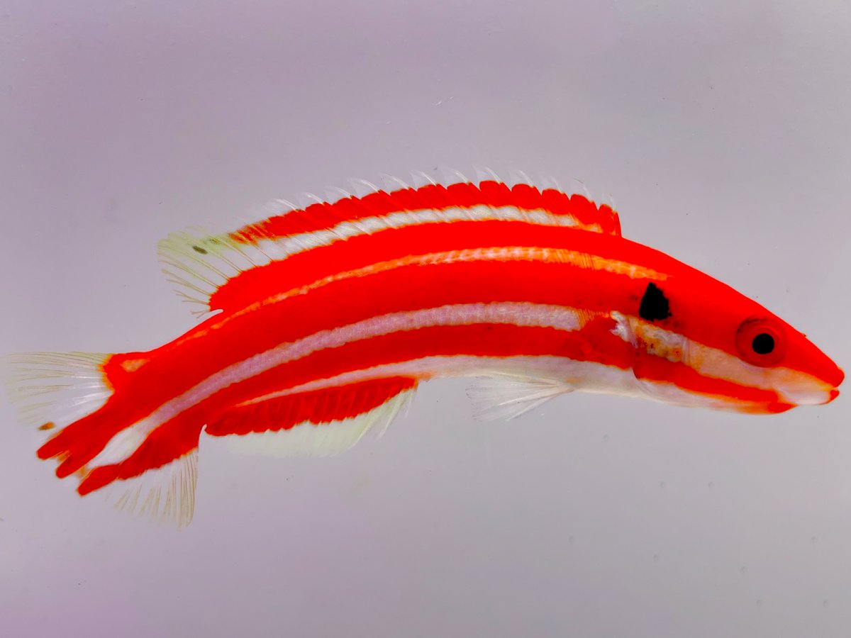 Check out all the NEW STOCK! Lots of WYSIWYG FISH ADDED ! | Reef2Reef