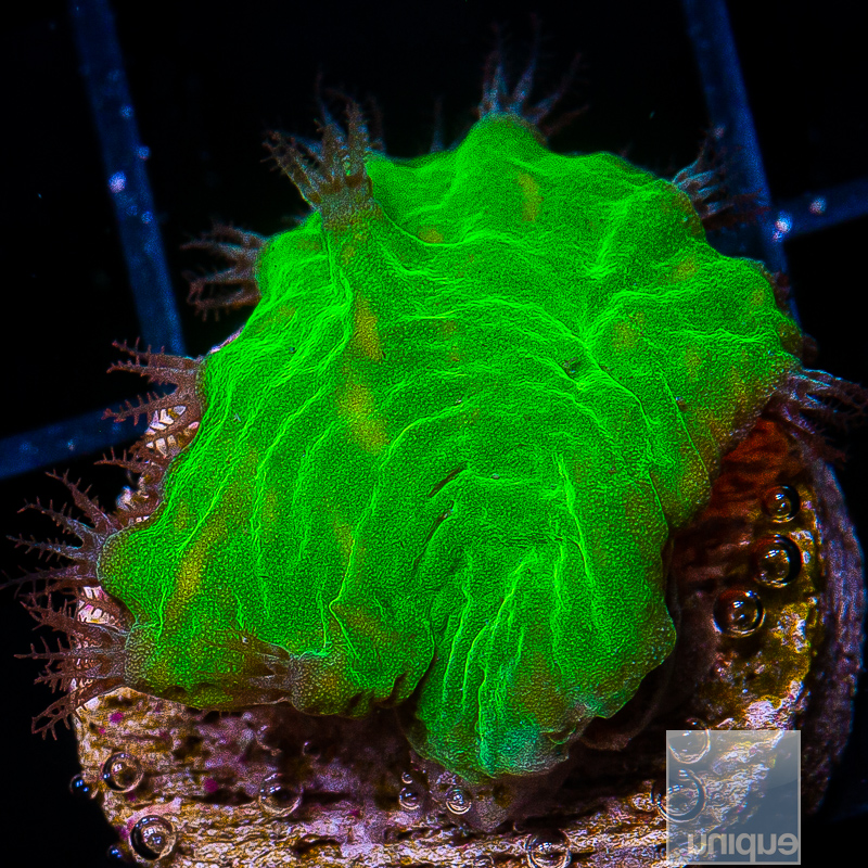 Neon Cabbage Coral 34 10.JPG