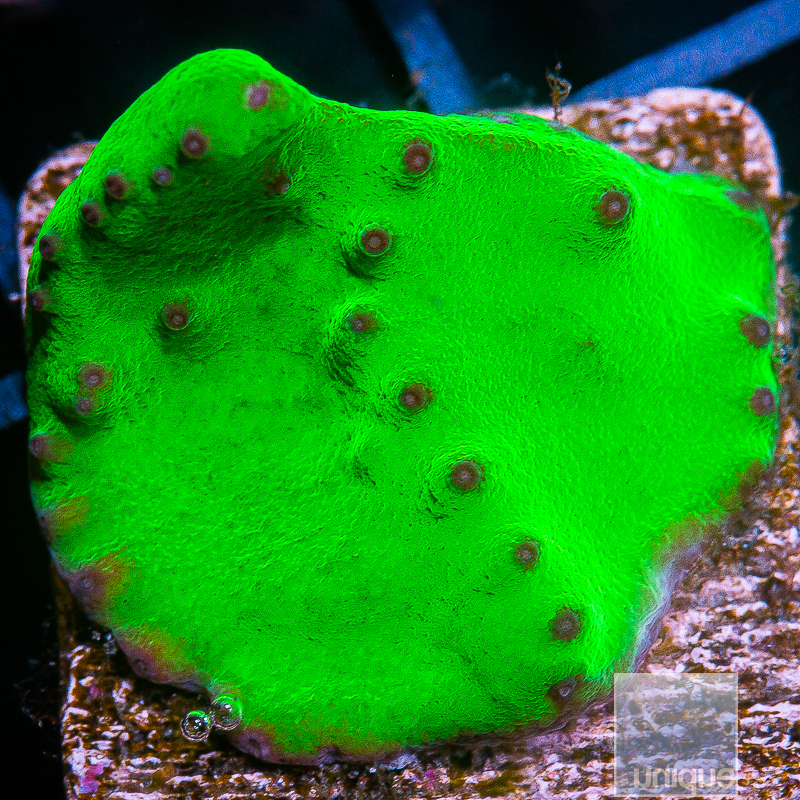Neon Cabbage Coral 59 28.JPG