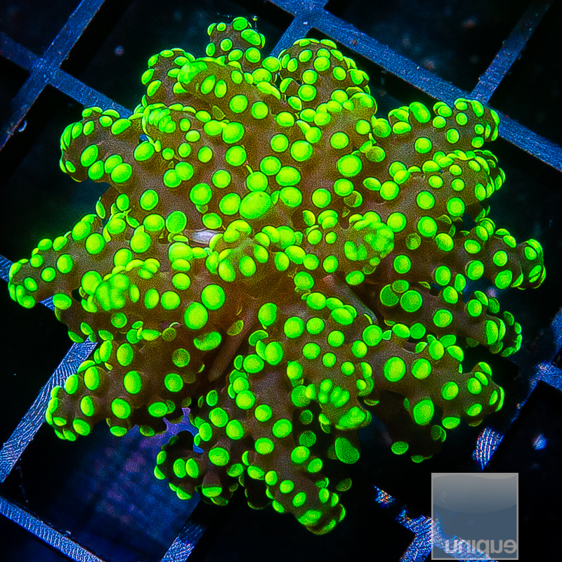 Neon Frogspawn 69 32.JPG