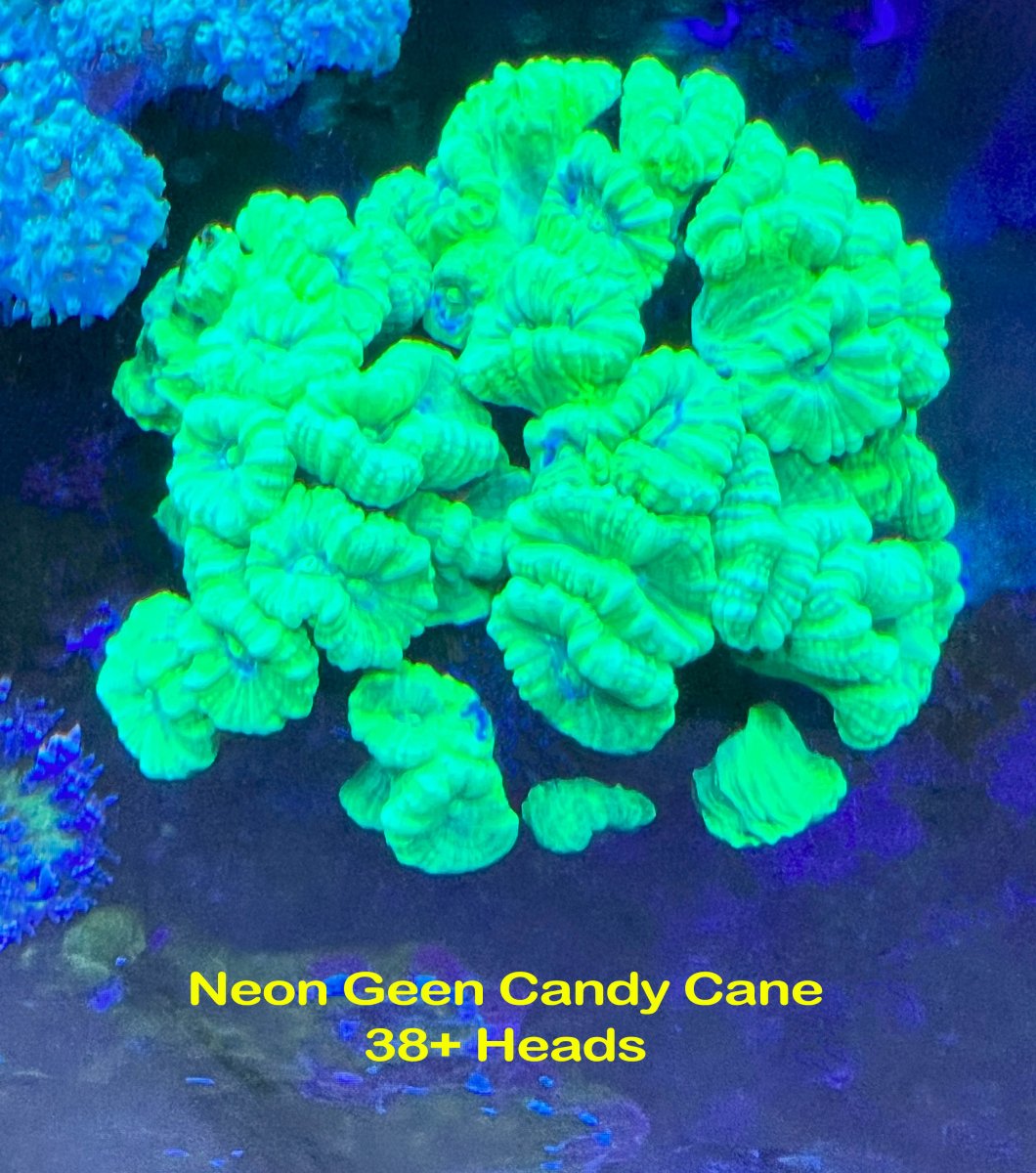 Neon Geen Candy Cane.jpg