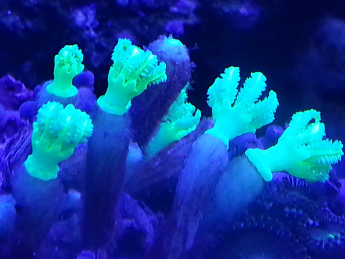 Neon Glove Polups.jpg