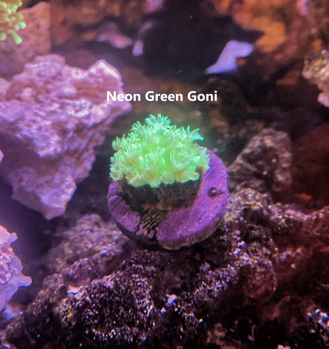 Neon Green Goni.jpg