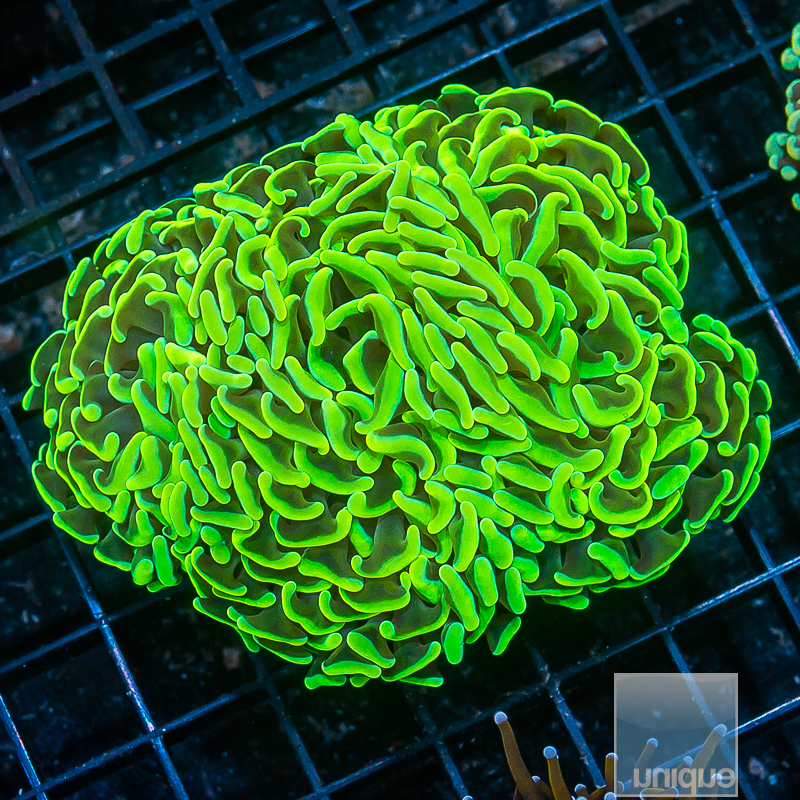 Neon Green Hammer Colony 129 86.JPG