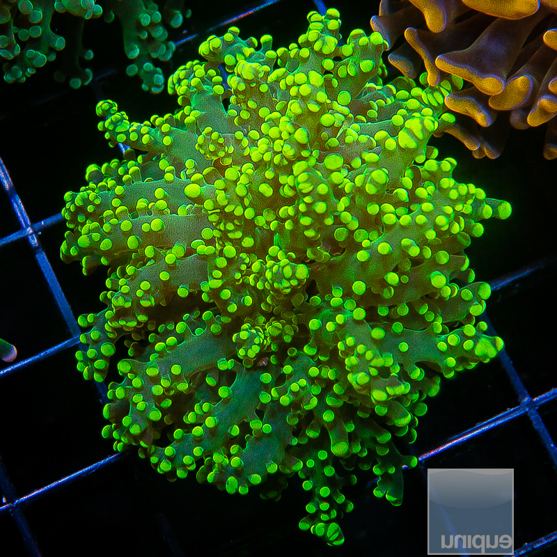 neon tip frogspawn 79 38.jpeg