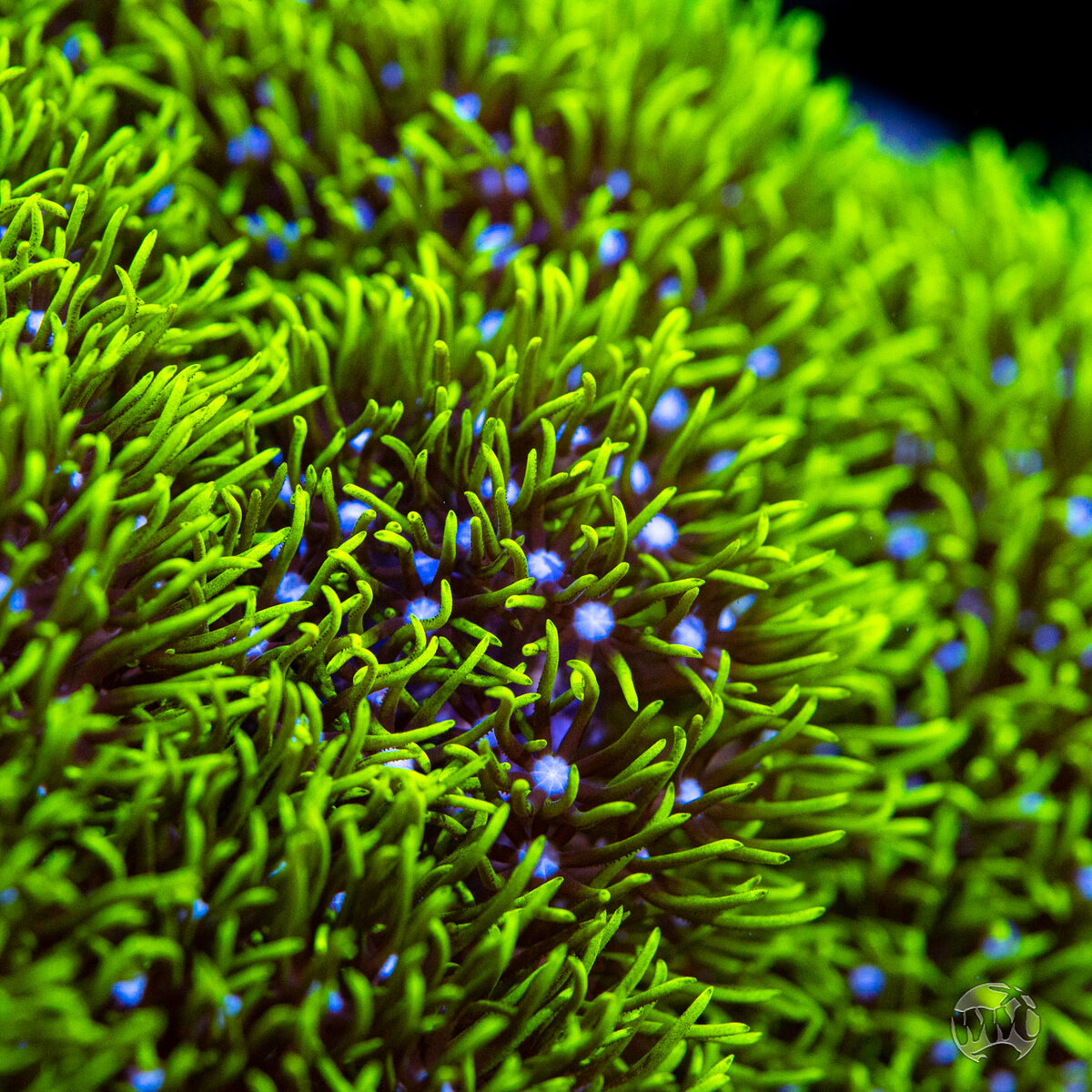 Neon_Star_Polyps_07238_sm.jpg