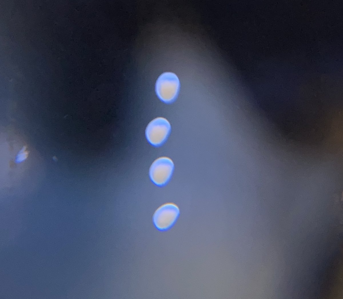 nerite_eggs1.JPG
