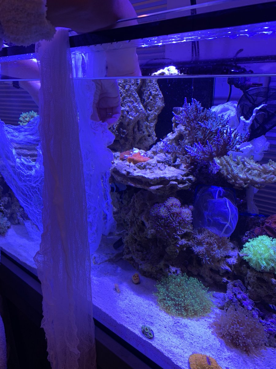How to catch fish with so many rocks. | Page 2 | Reef2Reef