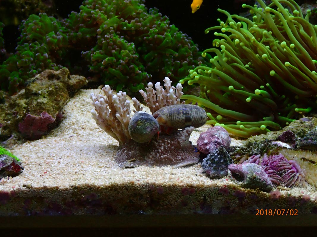 new-acro.jpg