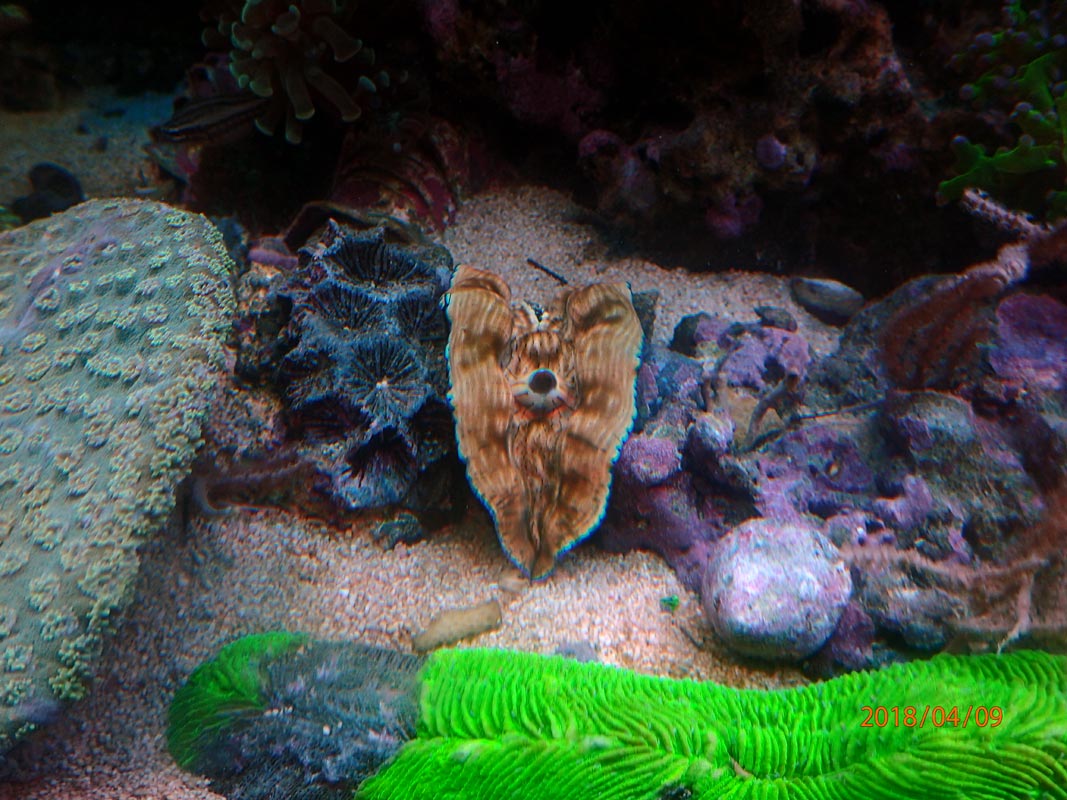 new-clam.jpg